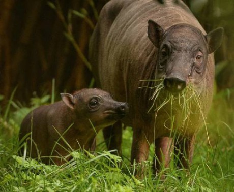 babirus 6